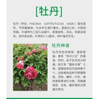 牡丹种植基地 供观赏牡丹苗 精品牡丹小苗批发 菏泽中科农林