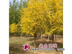 黄金槐工程树 唐山嫁接黄金槐 金叶槐基地直销 唐山滨海苗木图1