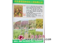 河北苗木 龙柏苗 龙柏钵苗批发 洒金柏苗 绿美卓茵 龙柏小苗图1
