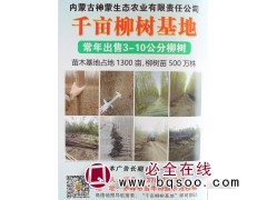 1300亩柳树基地 内蒙柳树价格 3-10公分柳树 神蒙生态图1