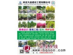 10公分法桐 20公分法桐 15公分法桐树出售价格 久兹建设图1