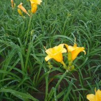 青州大花萱草 营养钵大花萱草 草坪绿化大花萱草价格 艳梅花卉