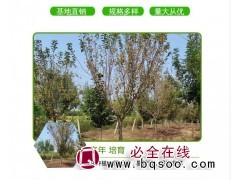 基地直销15公分高杆樱花 高杆樱花价格 货源充足 伟业园林图1