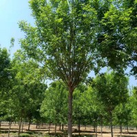 白蜡 速生白蜡 行道白蜡长期供应 白蜡树基地 博野常青苗木