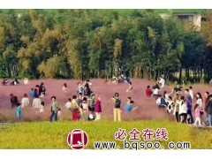 粉黛乱子草图1