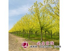 金叶复叶槭苗木 西安金叶糖槭 高接复叶槭厂家报价 易淡园林图1