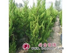 小龙柏价格 质优价廉、量大从优 南京小龙柏 鑫顺苗木 龙柏苗图1
