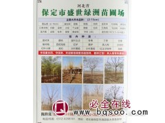 2-15公分馒头柳 保定馒头柳基地 盛世绿洲 柳树基地 柳树图1