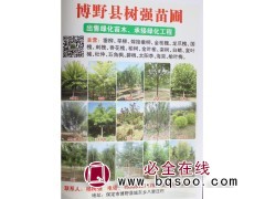 出售旱柳 垂柳 嫁接柳树 河北柳树基地 树强苗圃 柳树价格表图1