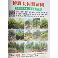 出售旱柳 垂柳 嫁接柳树 河北柳树基地 树强苗圃 柳树价格表