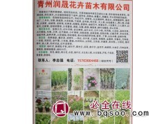 供应各种石竹 石竹钵苗 石竹小苗 青州花卉网 润晟花卉专供图1