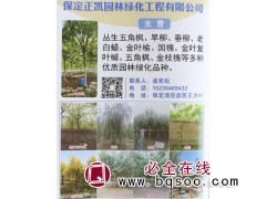 供应五角枫 丛生五角枫 精品五角枫 保定五角枫基地 正凯园林图1