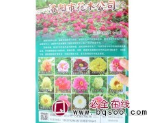 法国牡丹 洛阳市花木公司 专供牡丹 芍药 鲜切花 盆花 花苗图1