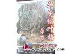 专供丛生榆叶梅 江苏丛生榆叶梅基地 沭阳苗木网 沭阳花木城图1