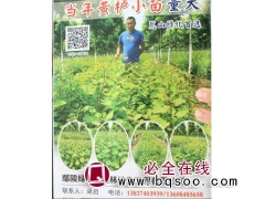 大量供应黄栌小苗 荒山绿化首选黄栌小苗 鄢陵苗木网 视点园林图1