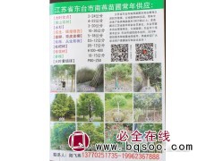 2-24公分大叶女贞树 江苏大叶女贞树价格 东台飞燕园林图1