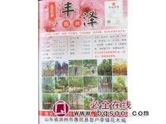 2-20公分法桐树 速生法桐 滨州法桐基地 瑞厚园林 法桐图1