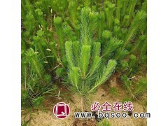 黑松苗 马路绿化黑松苗价格 物美价廉 李洪臣家庭农场 黑松苗图1