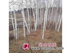 4-24公分白桦树 东北白桦树基地 白桦价格 白桦 绿源苗木图1
