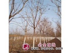 供应栾树 12公分栾树 栾树价格表 栾树价格 周口栾树价格图1
