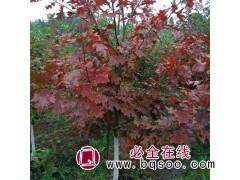 娜塔栎 娜塔栎基地 5公分娜塔栎价格 常州刚晨种业 娜塔栎苗图1