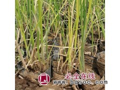 水葱 辽宁水葱批发 水葱量大优惠 鞍山水葱钵苗 水葱钵苗价格图1