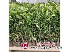 法国冬青苗 法国冬青小苗 法国冬青树苗 法青树苗 景盛园林图1
