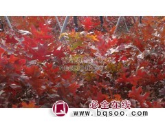 北美红栎-铁橡栎 北美红栎价格 青岛北美红栎 红枫红枫园林图1