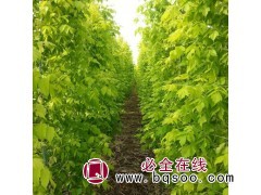 金叶糖槭苗图1
