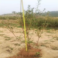 高山野生映山红树苗