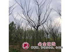 低价销售合欢 合欢的图片 合欢供应 山东合欢基地 特色苗木图1