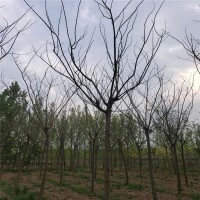 低价销售合欢 合欢的图片 合欢供应 山东合欢基地 特色苗木