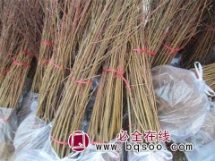 桃树苗批发 桃树苗价格 桃苗根系好 昌黎桃树苗 建明桃苗基地图2