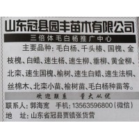 专业供毛白杨 聊城毛白杨树 三倍体毛白杨基地 冠县园丰苗木