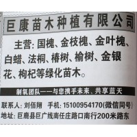 邢台苗木网 国槐价格 河北国槐 巨康苗木 国槐树 金枝槐基地