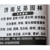 专供柳树 济南柳树基地 柳树价格 兄弟园林 柳树精品树