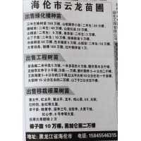 2年生糖槭苗40万棵 糖槭苗价格 云龙苗圃 黑龙江苗木网