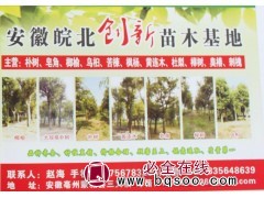 安徽苗木基地 乌桕苗 大型乌桕 乌桕园林绿化工程苗 创新苗木图1