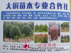 专供红叶石楠苗 红叶石楠球 红叶石楠树 安徽苗木 大桐苗木图1