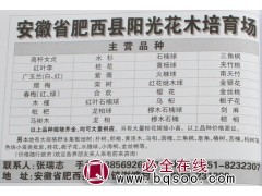 8-25公分香樟树 香樟价格 安徽香樟 安徽苗木 朋缘花木图1