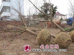 江苏银杏基地 银杏价格 银杏行道树 银杏大树 东霞苗木 银杏图1