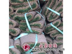 黑麦草厂家 批发沙培混播黑麦草草坪 远硕草坪 黑麦草出售图1