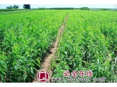 彩叶豆梨秋火焰批发价格 叶豆梨秋火焰批发基地 馨路园林图1