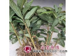 枇杷树苗基地 枇杷苗产地直销 枇杷苗 枇杷苗批发 永丽苗木图1