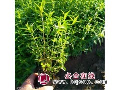 千屈菜小苗图1
