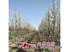 河北精品彩叶豆梨3-12公分价格 彩叶豆梨价格基地 鸿运枫林图1