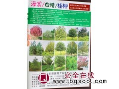 紫叶李5-8公分价格 紫叶李基地 衡水紫叶李苗 紫叶李价格图1