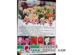 专供月季 大花月季 藤本月季 树桩月季 月季花苗 河北月季图1