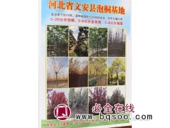8-18公分金枝槐 金枝槐价格 河北金枝槐 廊坊金枝槐基地图1