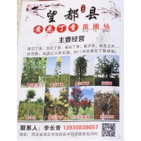 0.8-1米黄花丁香球 黄花丁香苗 河北苗木 黄花丁香苗圃场